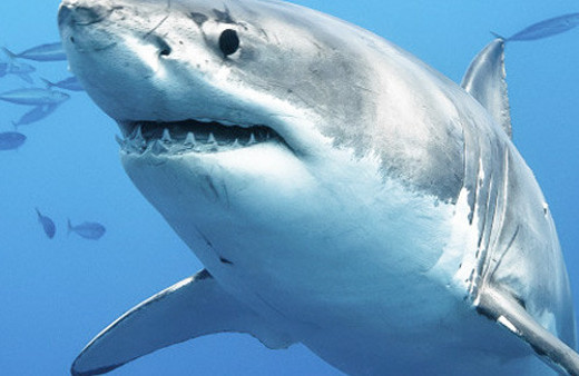 Köpek balığı dehşet saçtı