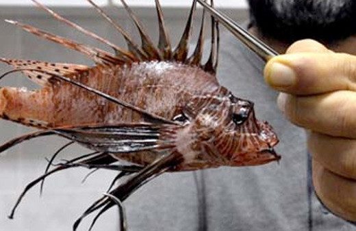 Ölümcül balık Mersin açıklarında görülmeye başladı