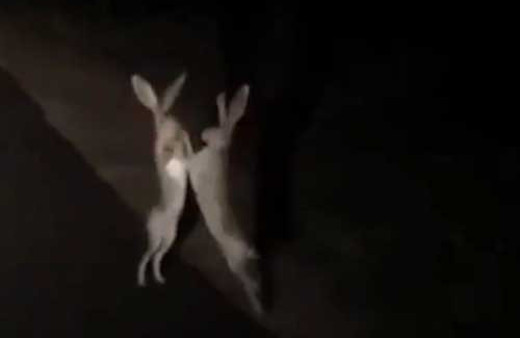Gece gece otobanın ortasında kavga eden tavşanlar