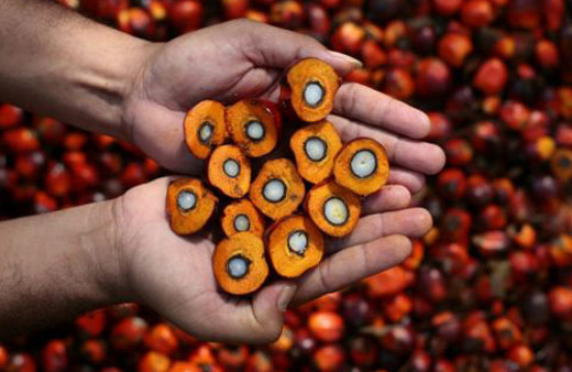 Palm yağı nedir? bebek mamasında bile var!