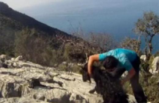 Kayalıklara sıkışan keçiyi doğa sporcusu kurtardı