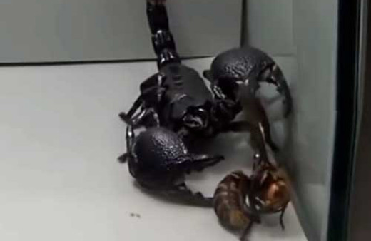 Eşek arısı ve kara akrebin kavgası