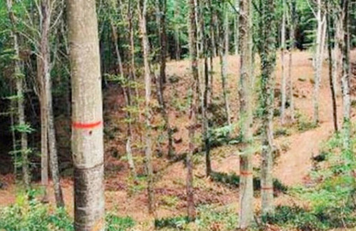 Belgrad Ormanı'ndaki o işaretlerin sırrı çözüldü!