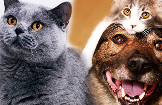 Kediler sandığınızdan daha akıllı olabilir en az insanlar kadar...