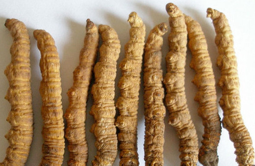 Tırtılın kafasında çıkıyor kilosu 20 bin dolar 