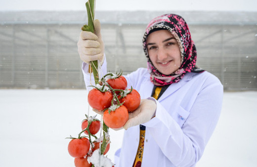 Eksi 40 derecede domates hasadı