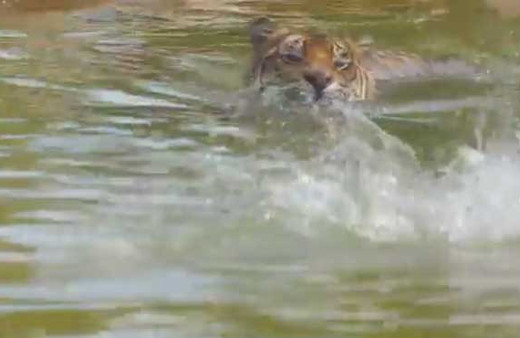 Ördek kaplanı böyle alt etti!