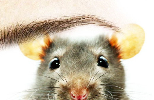 Kaşlarını şekillendirmek için fare tüyü kullandılar!