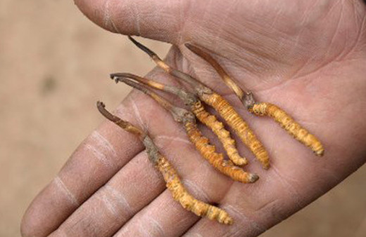 Ölü tırtılın kilosuna 50 bin dolar veriyorlar