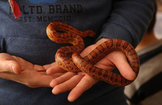 Bu koleksiyon çok korkunç evin içinde onlarla yaşıyor