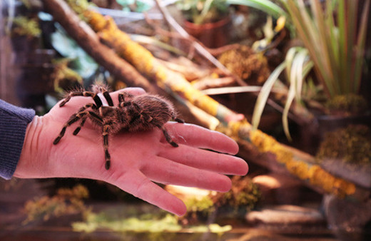 Çocukluğundan beri tarantula biriktiren adam!