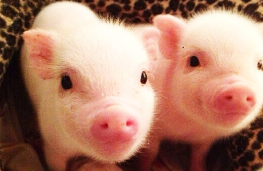 Organ naklinde gelişme! Domuz embriyoların insan hücresi