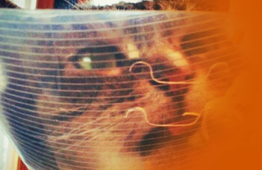 Kedisini kısırlaştırdı koni taktı ama... Kediye bakın