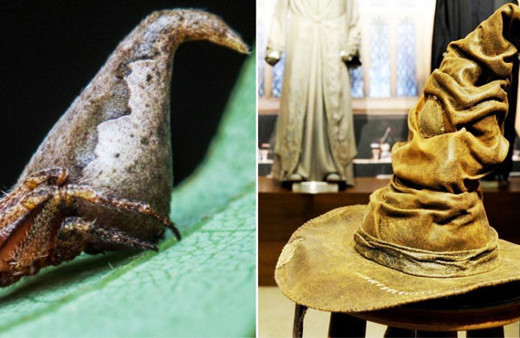 'Harry Potter' hayranı örümcek bilim dünyası şokta!