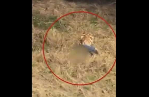 Kaplanlar kafese giren adamı yakalayıp paramparça etti