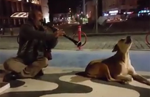 Sokakta efkar dağıtan sanatçı ruhlu köpek!