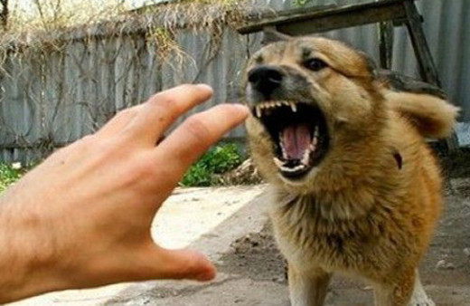 Saldırgan köpeğe karşı yapılması gereken 5 hareket