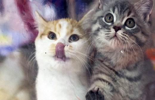 IKEA'nın yeni müşterileri 'hayvanlar'