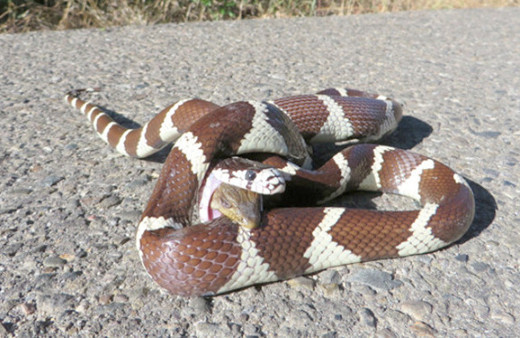 İnanılmaz kare! Ölüm kalım savaşı verdiler galibi ise...