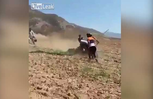Ayı Peşmergelere saldırdı: 2 yaralı