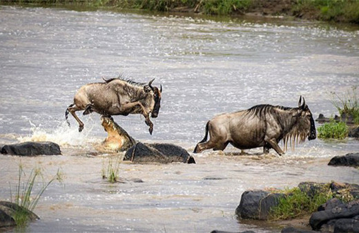 Timsahın sinsi planına bir anda öyle bir hareket yaptı ki