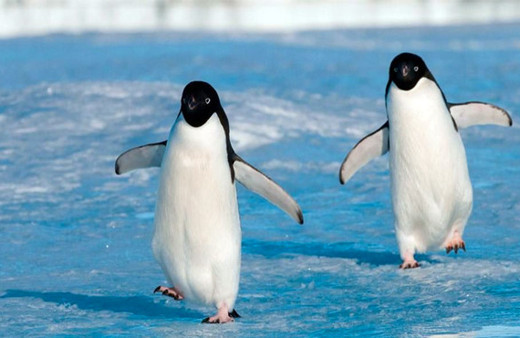 40 bin penguenden sadece 2'si hayatta kaldı