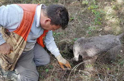 Köpekler çıkarıyor, kilosu 3 bin euroya satılıyor!