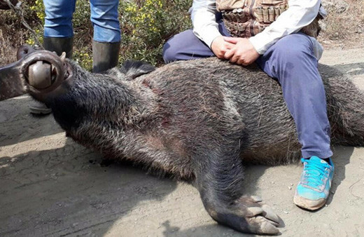Yaban domuzunu görenler şaşkına döndü