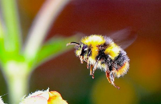 İlk kıyamet alameti! Einstein'in arılarla kehaneti gerçekleşiyor