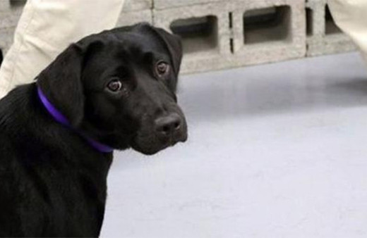 CIA bomba uzmanı köpeği kovdu!