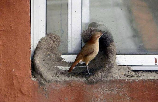 Yuvayı dişi kuş yapar ama nasıl? İşte doğanın en masum hali