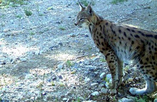 Türkiye'de görüntülendiler: Yaban hayattan muhteşem kareler!