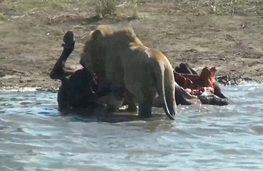 Eşi benzeri yok avının hamile olduğunu anladı bakın ne yaptı