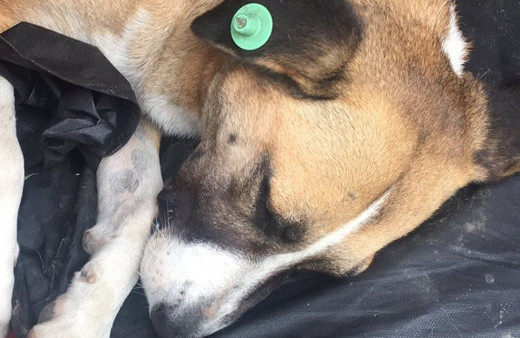 Eyüp Belediyesi köpekleri ne yapıyor şok iddialar!