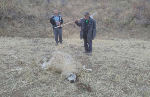  Çorum'da koyun sürüsüne kurtlar saldırdı
