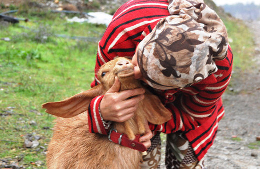 Bartın'da kayalıklarda mahsur kalan Bediş kurtarıldı