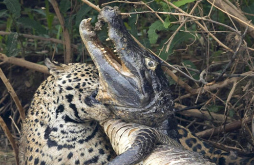 Böylesini ilk kez göreceksiniz bir anda timsahın üzerine saldırdı 
