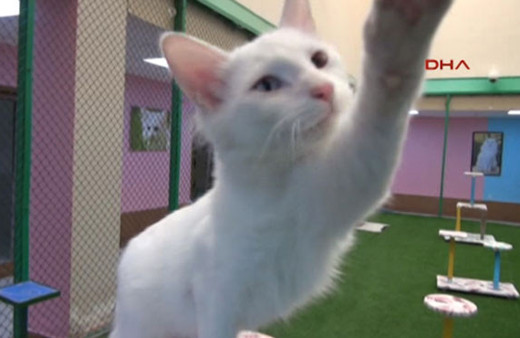 'Kar Topu' güzellik yarışmasının birincisi oldu