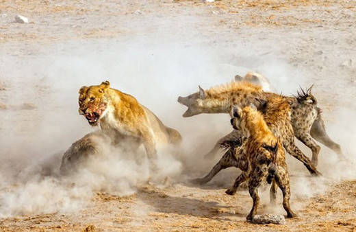 İşler istediği gibi gitmedi 3'nün arasında kalınca bakın ne oldu