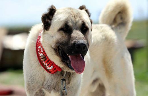 TSK sınır karakollarına "kangal' görevlendirecek!