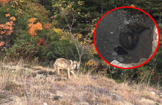 Sinop'ta çukura düşen kurda aç kalmasın diye tavuk verdiler