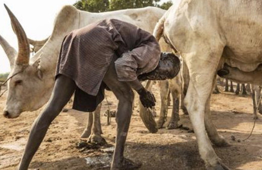 Sığır idrarıyla saçlarını yıkıyorlar! Bu gelenek sizi çok şaşırtacak