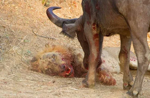 Eşine benzerine az rastlanır görüntü ava giderken av oldu