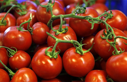 Rusya'dan Türk üreticiye domates müjdesi