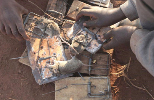 'Şişte fare' pişirip yol kenarında satıyorlar böyle girişimci ruh görülmedi