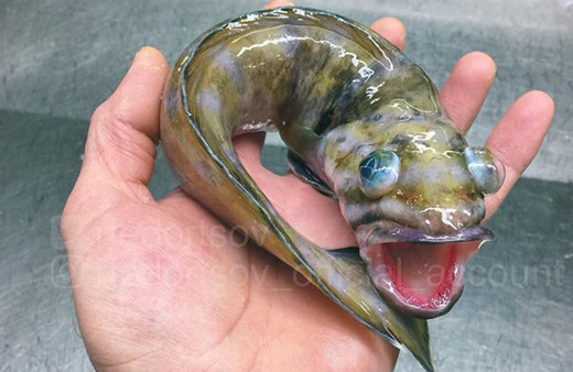 Denizin derinliklerinden ürkütücü yaratıklardır