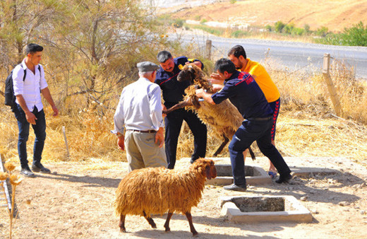 Köpeklerden kaçan koyun sürüsü kuyuya düştü; 1 koyun telef oldu