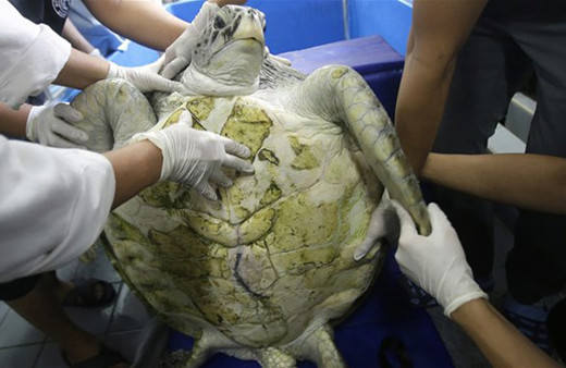 Açtılar ve gördüklerine inanamadılar kaplumbağanın içinde...