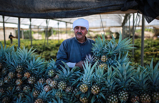 Gazze'de ilk kez ananas üretildi