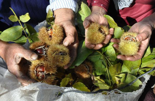 Kestanenin faydaları! Meğer afrodizyakmış ve cinsel gücü...